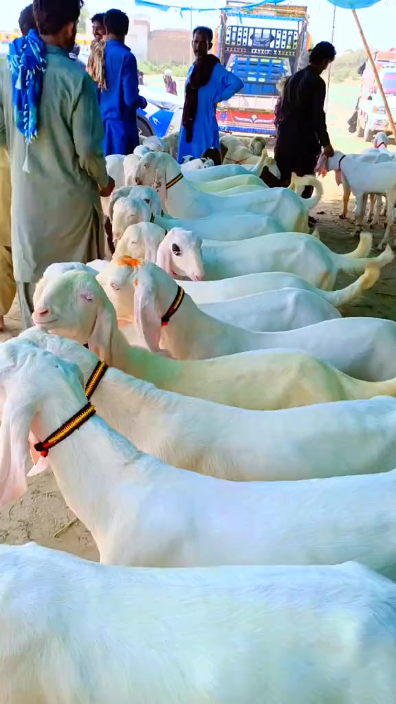 @mazhar Iqbal layyah wal