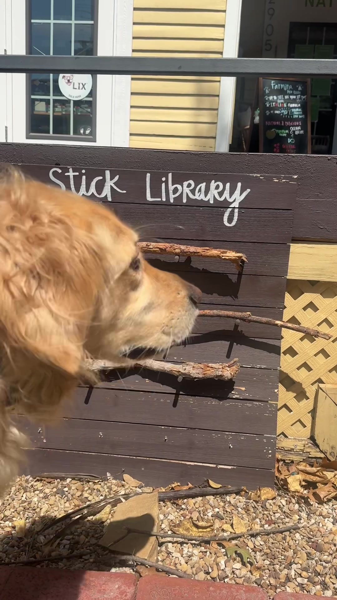 @dallasdogwalker