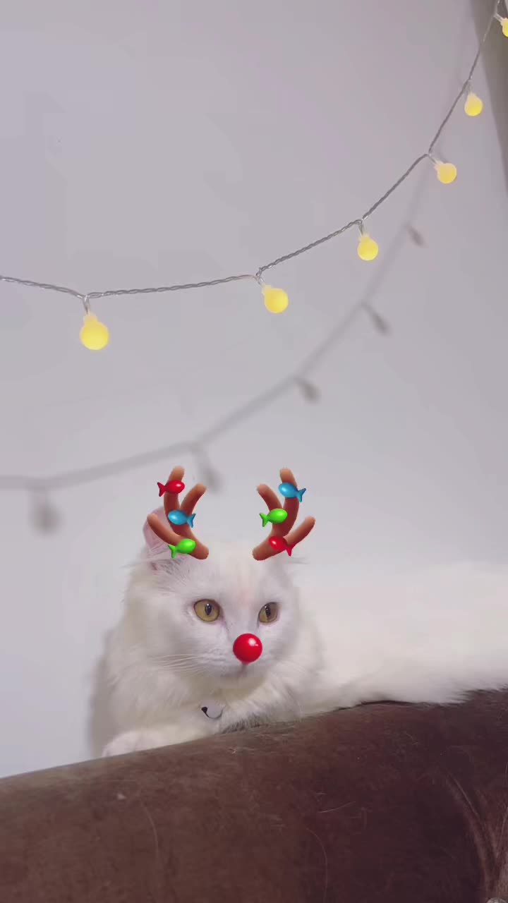 @Lyra and friends 😽