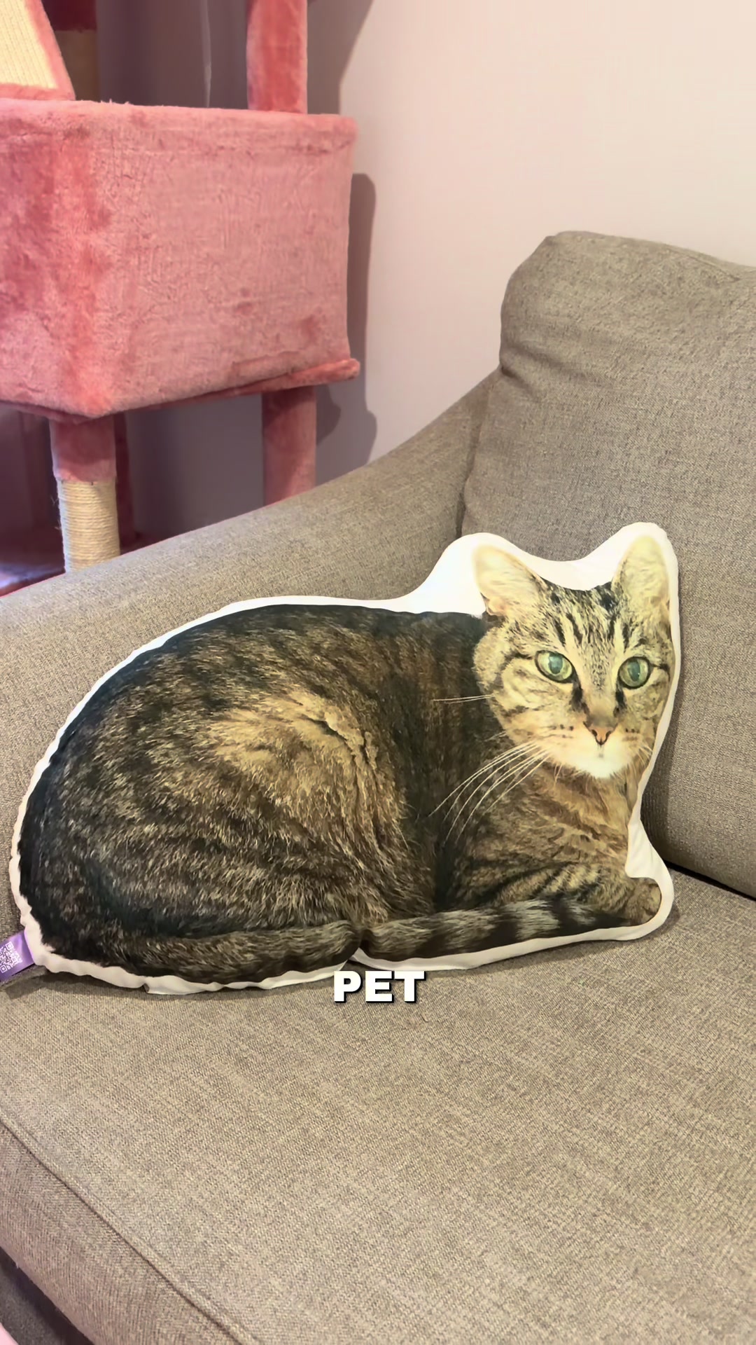 @Petal the kitty