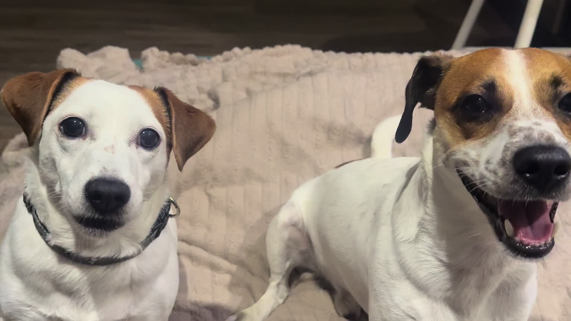 @люблю свою кожану🐶