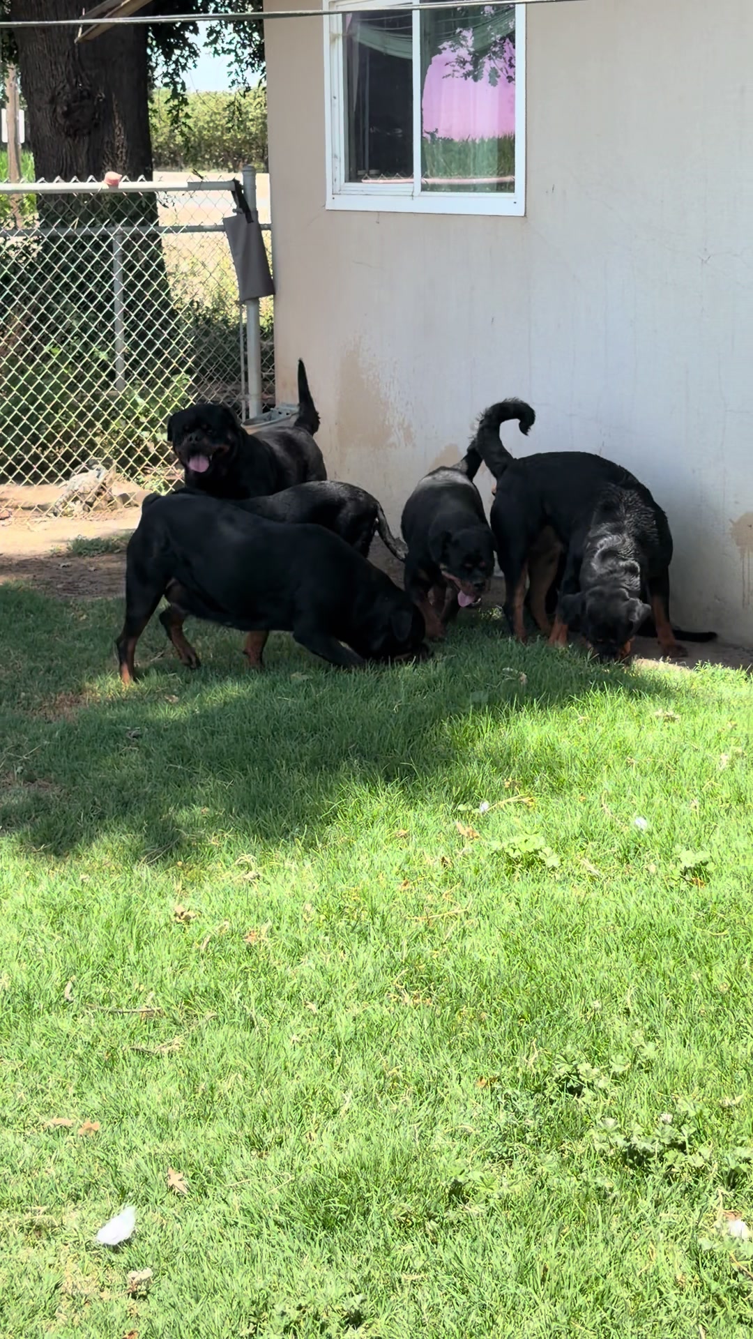 @✨VON DER MUÑOZ ROTT’S✨