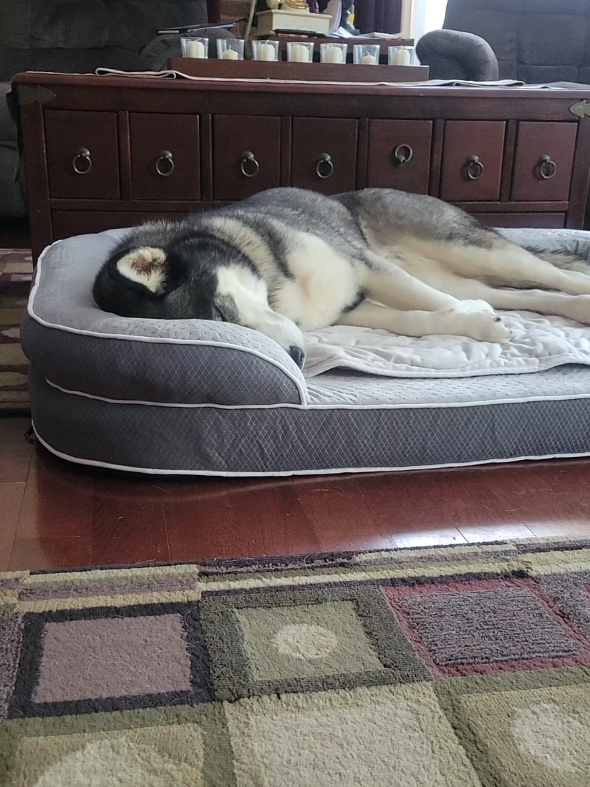 @the Hussey Husky