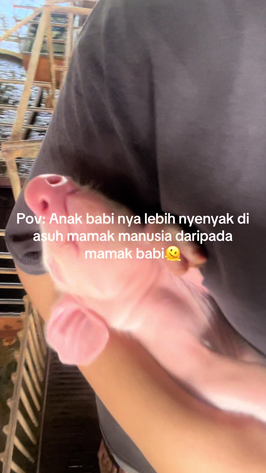 @Twinspiggyfarm01