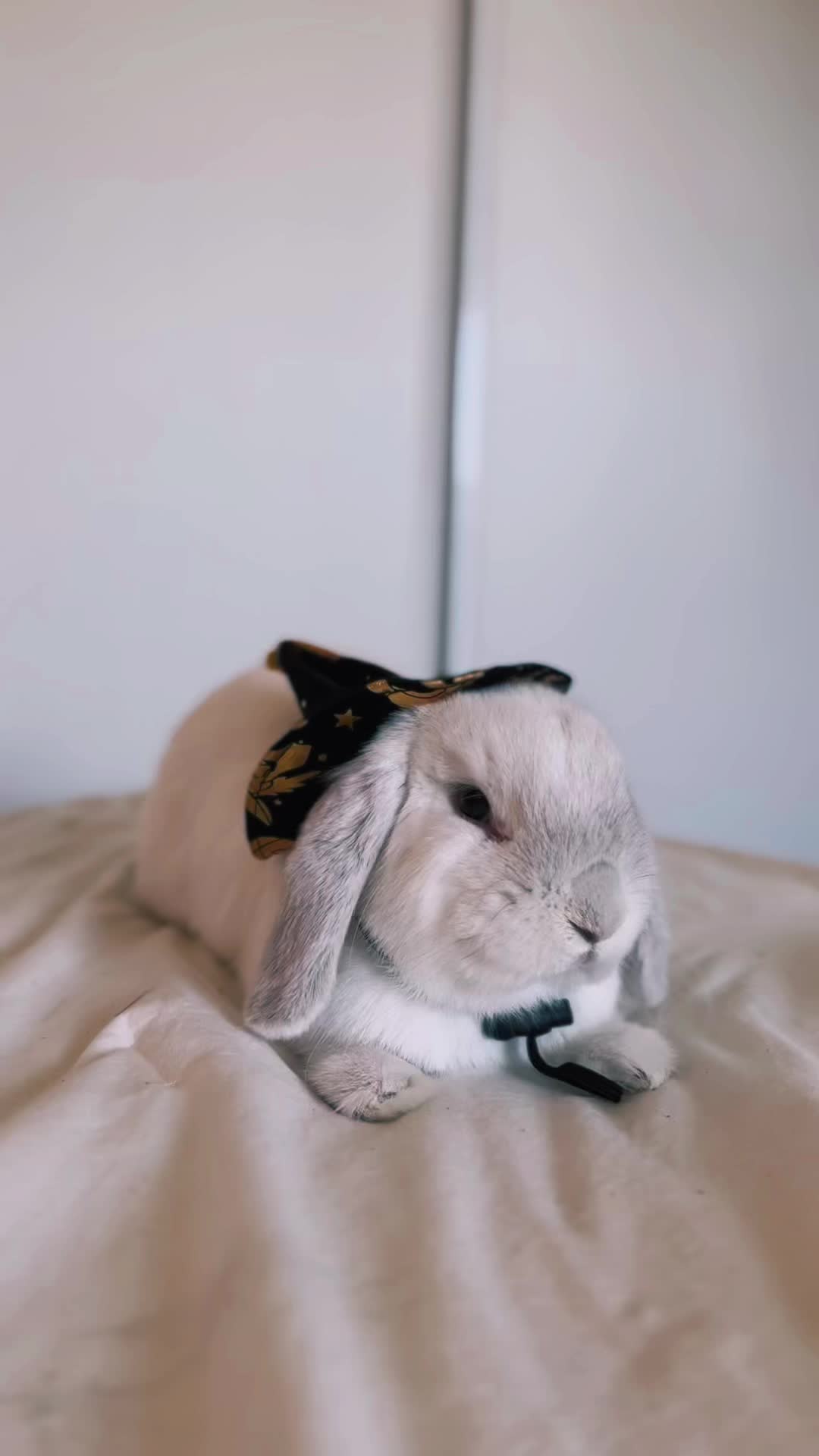 @lala 🪷