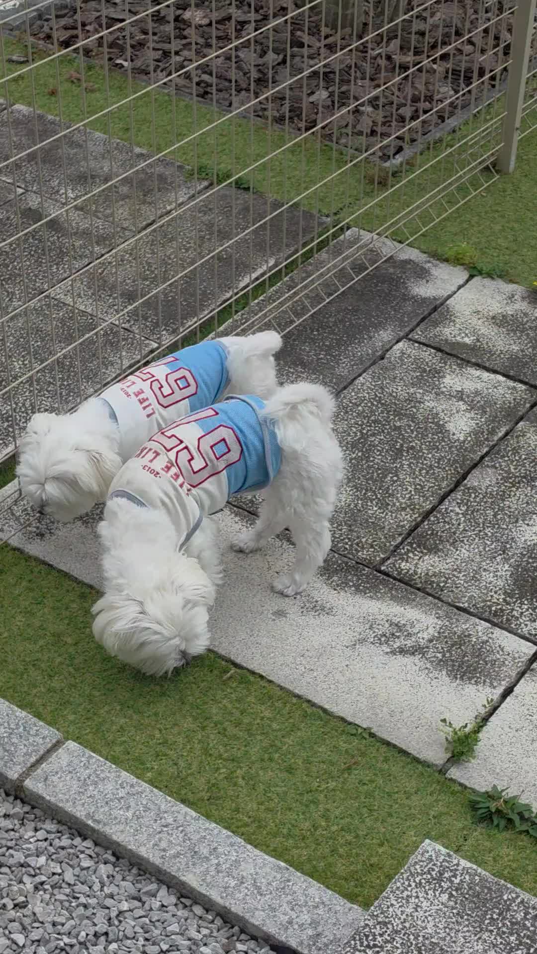 @🐾やまちょ🐾