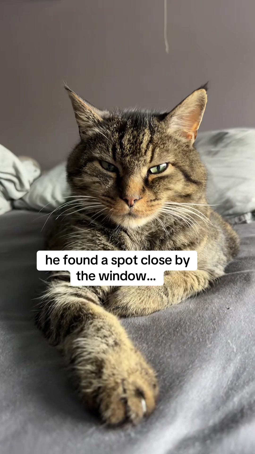@Joep_the_ rescuecat