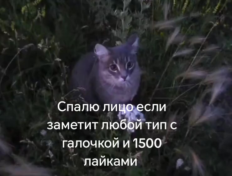 @Ylibashka