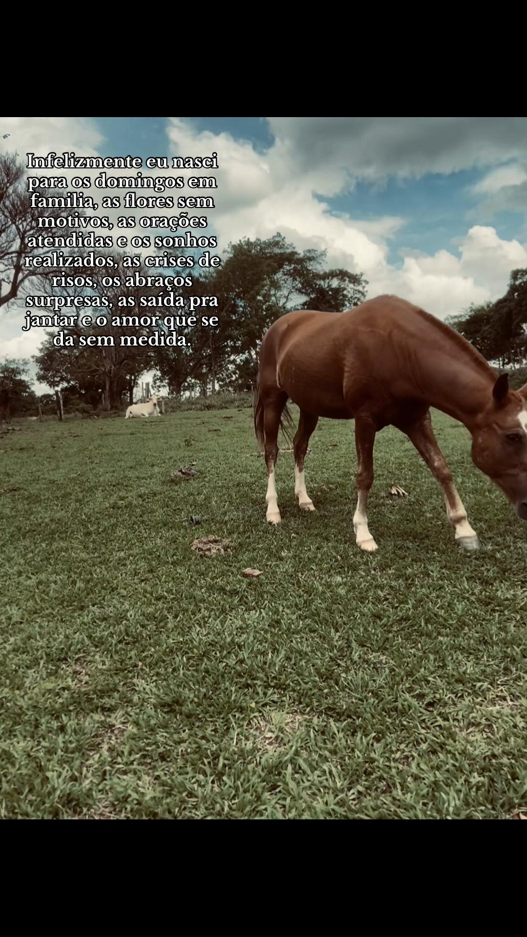 @boiadeira_dressa