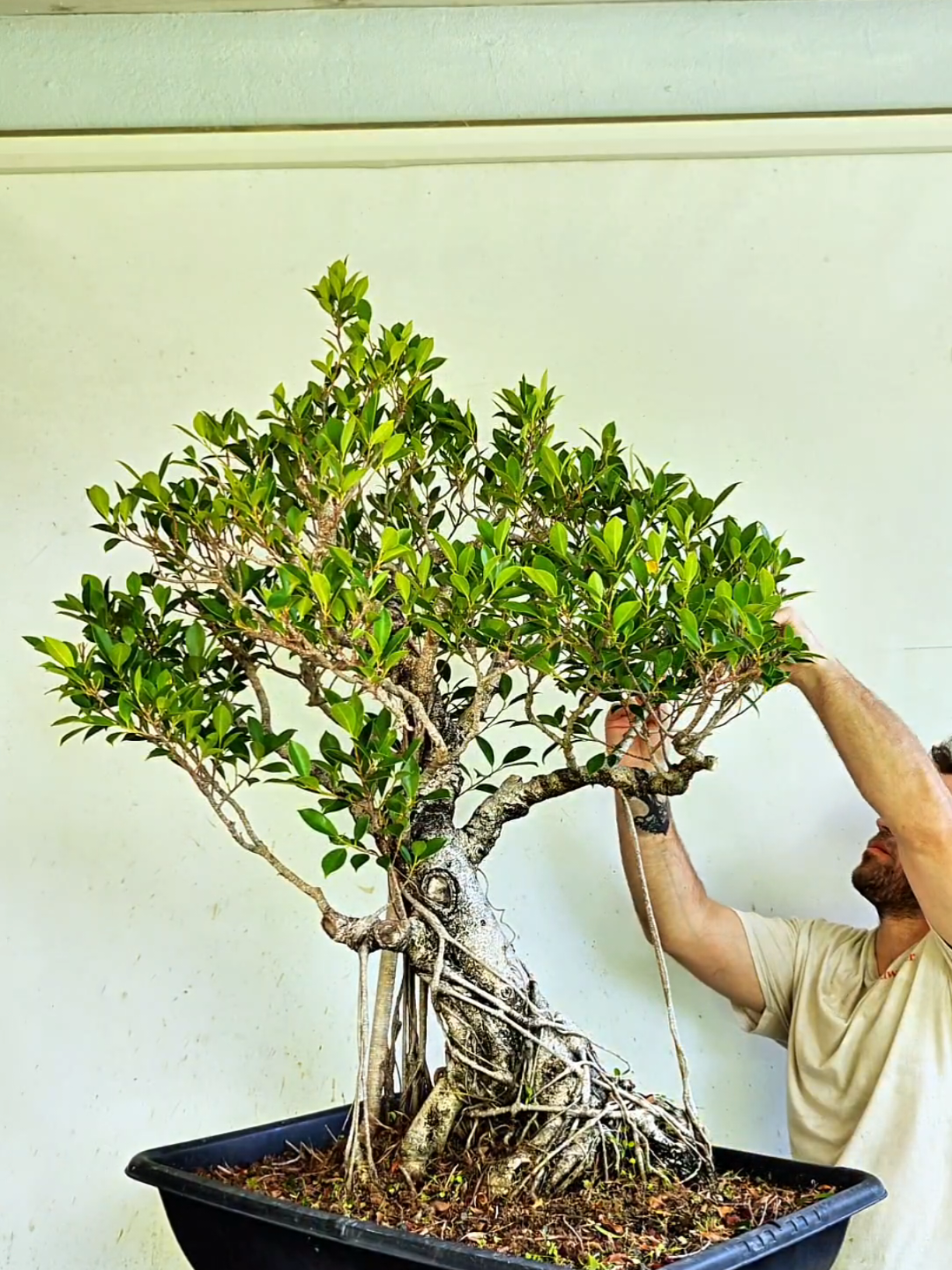 @Bryan Loves Bonsai