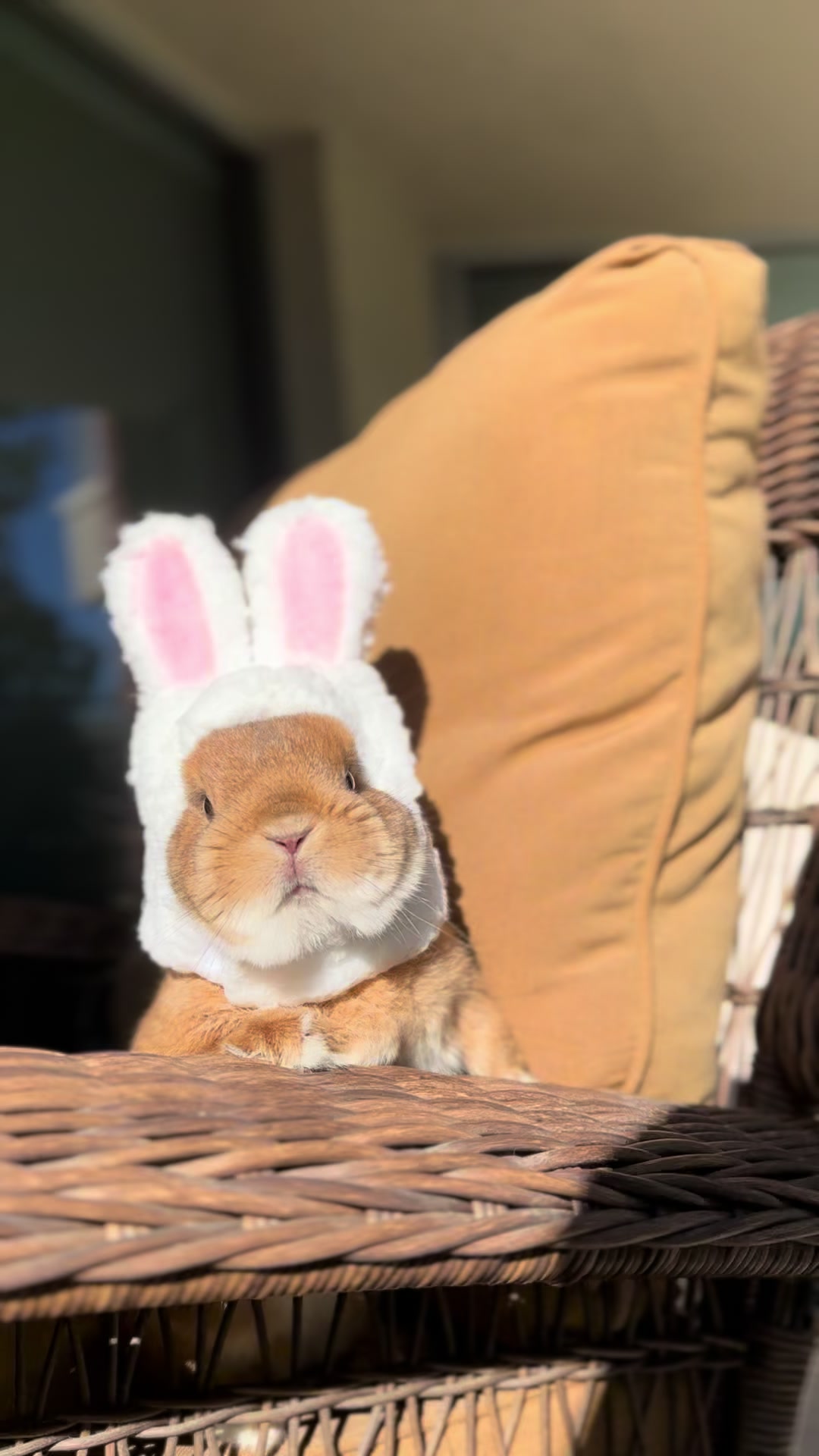 @Bunnydayoff