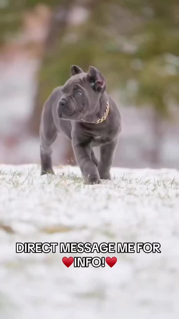 @Ultimate Puppies