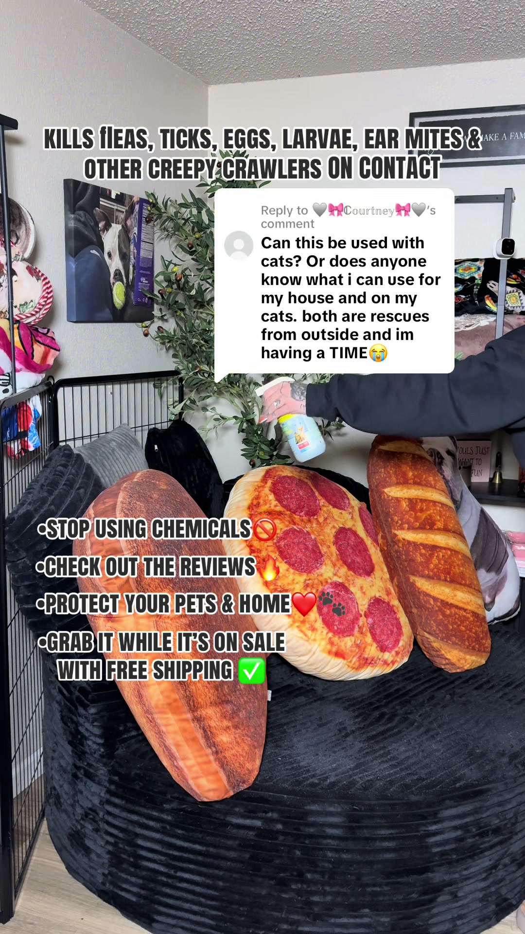 @kai•thedogmother🐾
