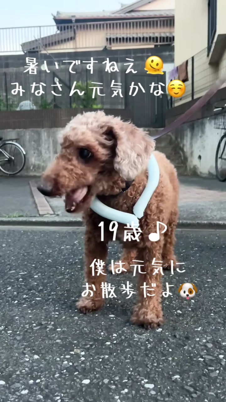 @ルイママ