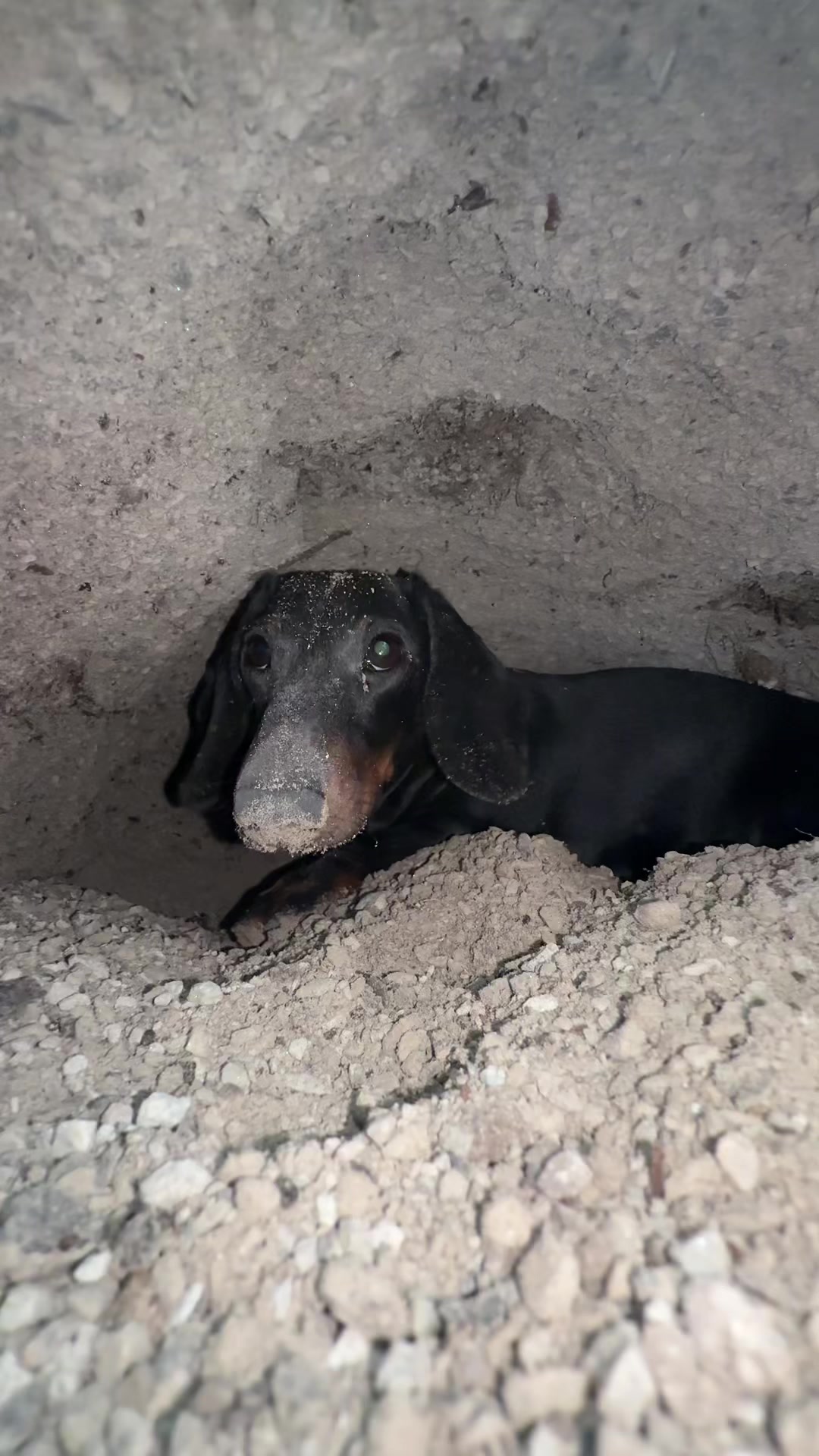 @olive the mini dachshund