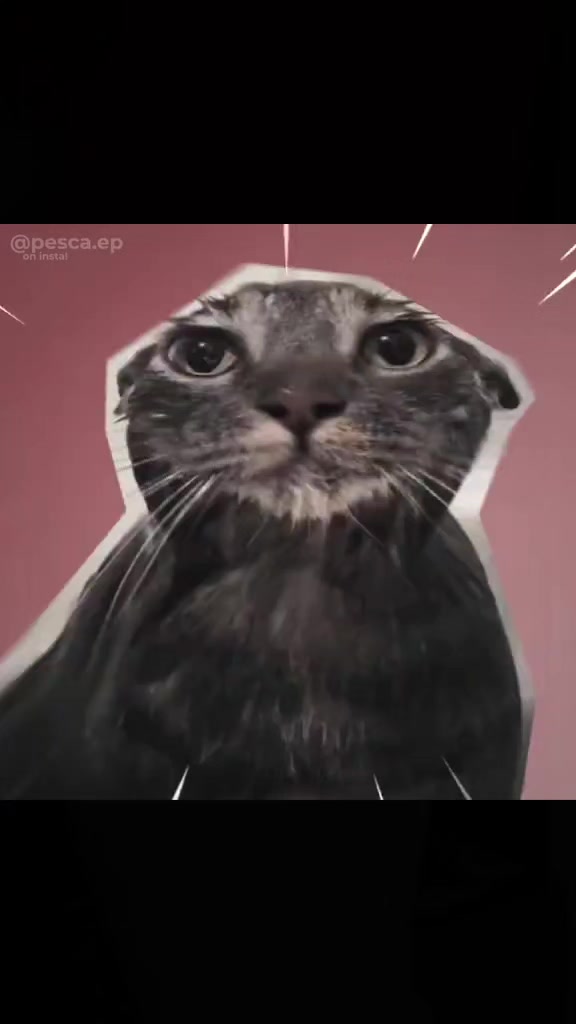 @культ мопсов