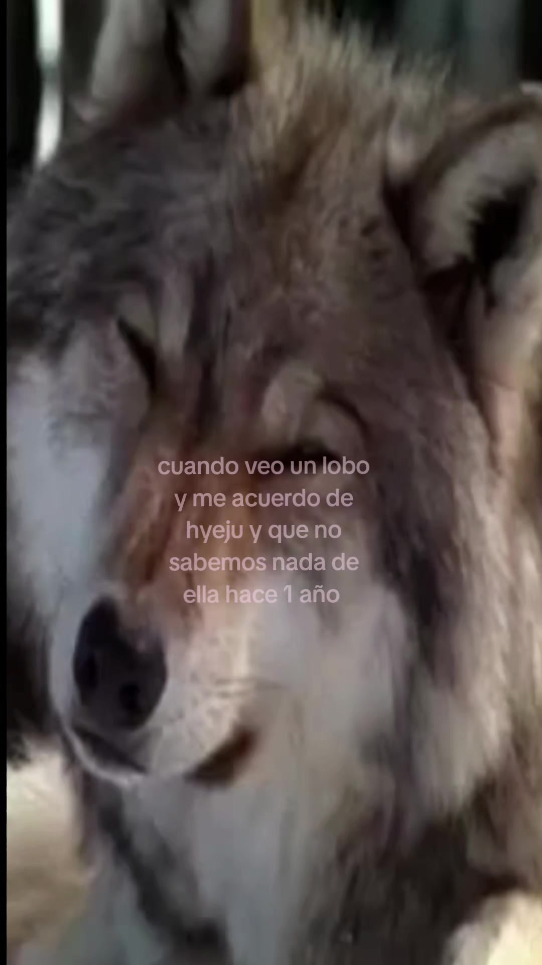 @mojarra (x)