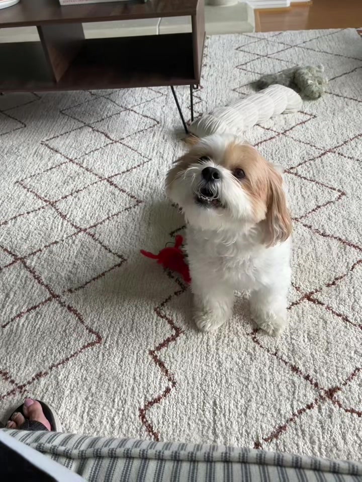 @Bear & Pearl 🐶 🐕&zwj;🦺