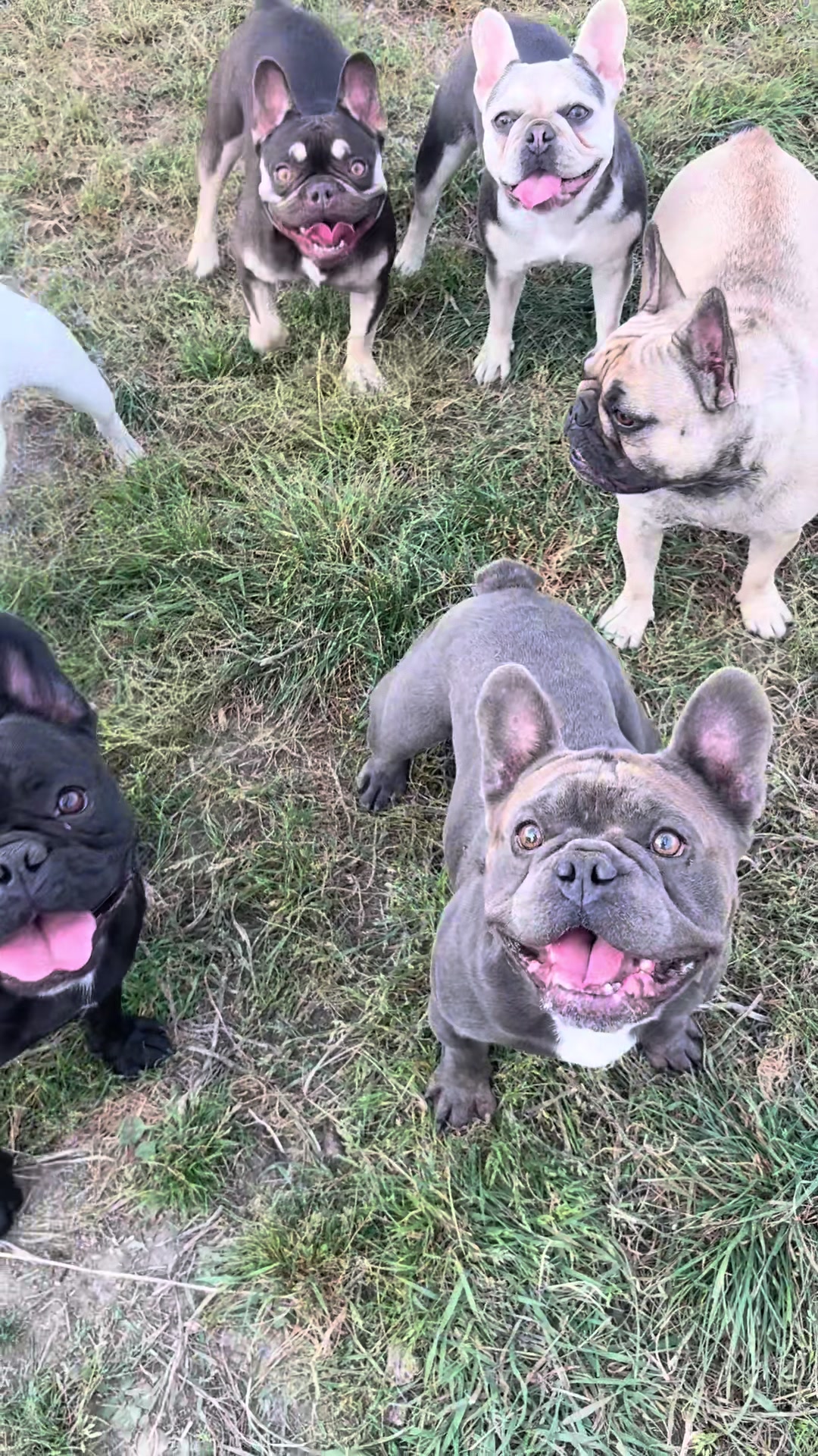 @St&eacute;phanie | PugsFrenchies 💜🐶