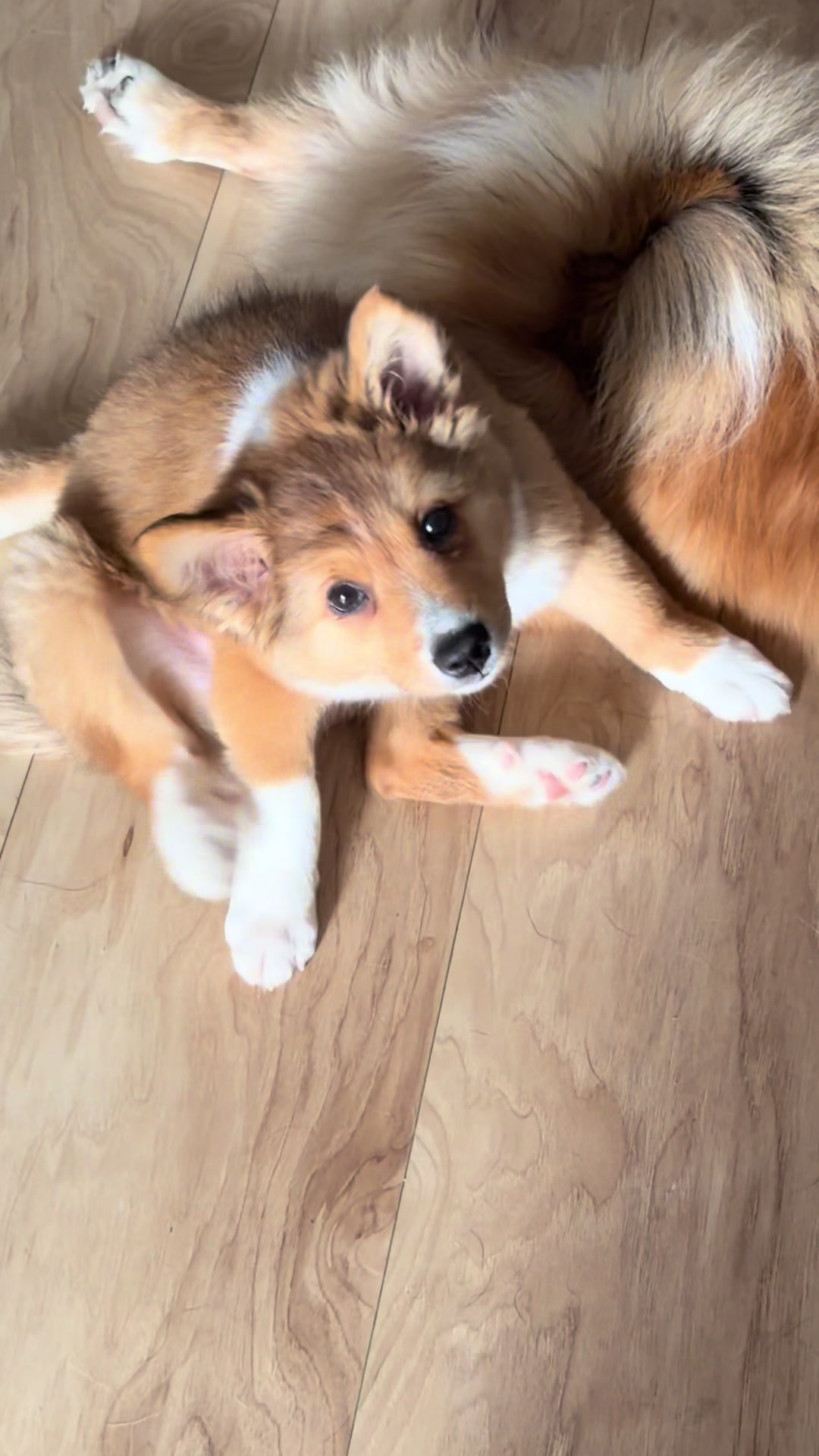 @kaska.olive.fira.roux