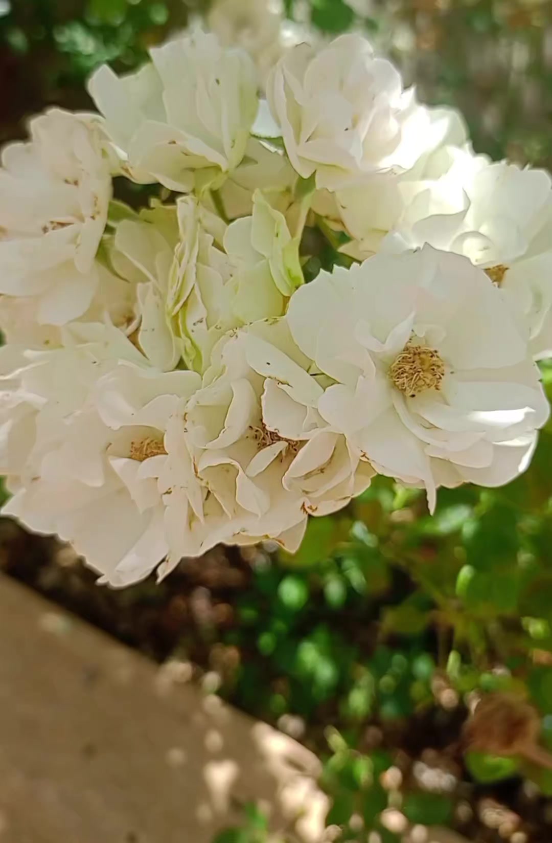 @مشتل الرحمن