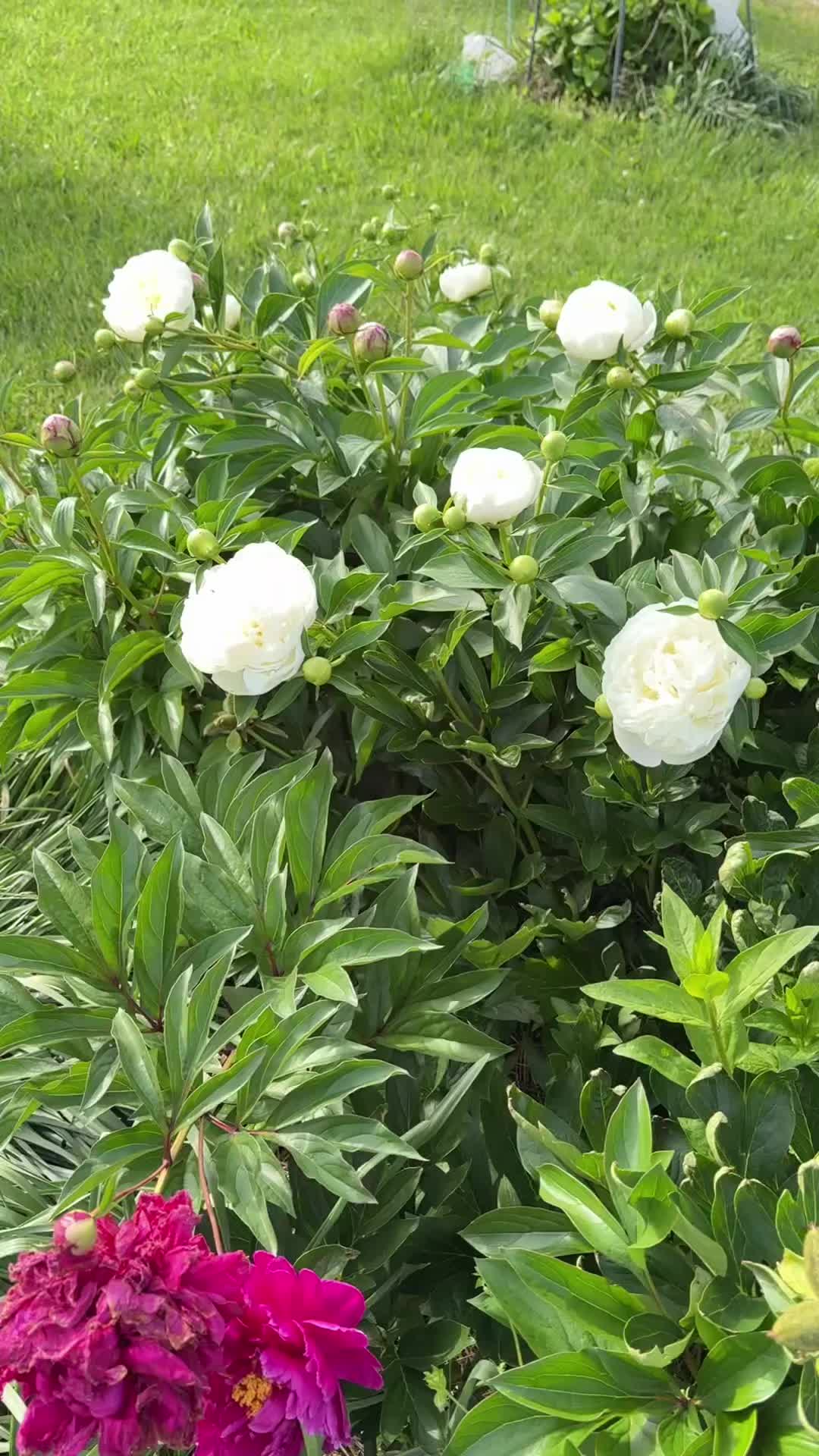 @zoiamassey