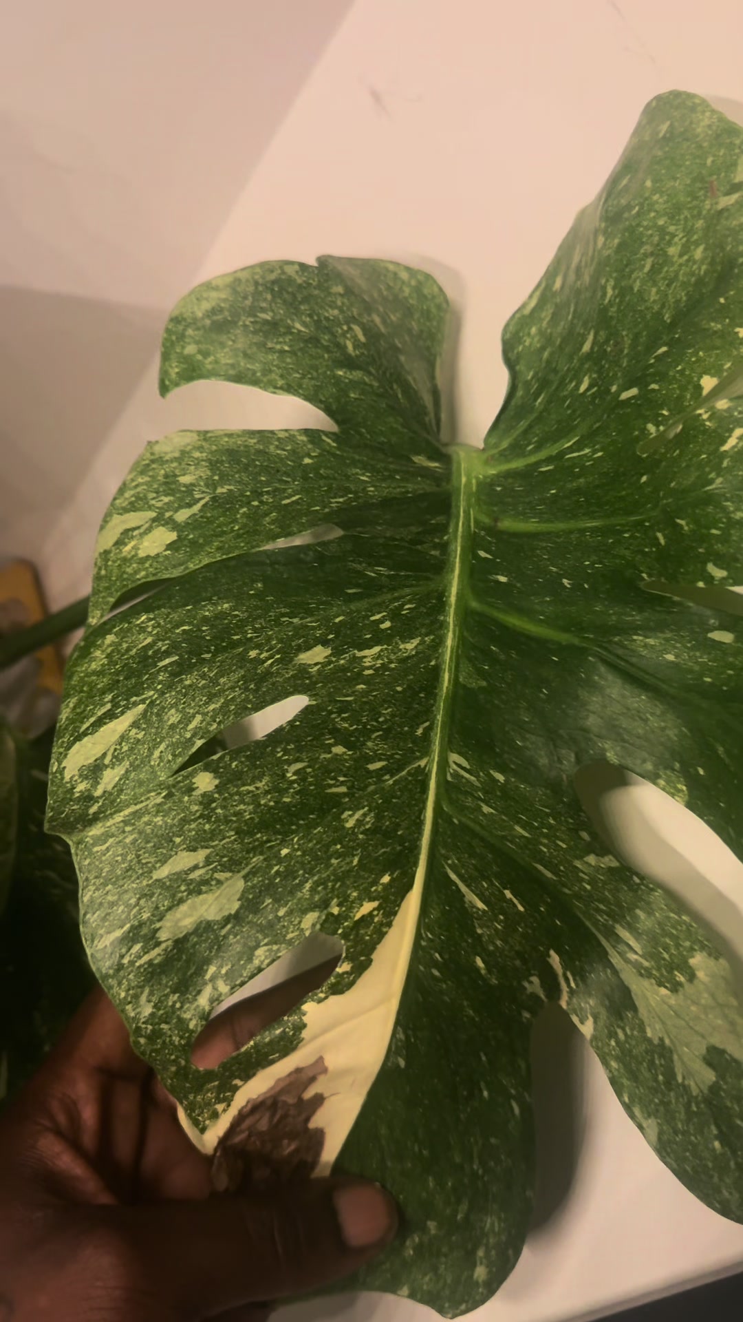 @Plant Deco ATL