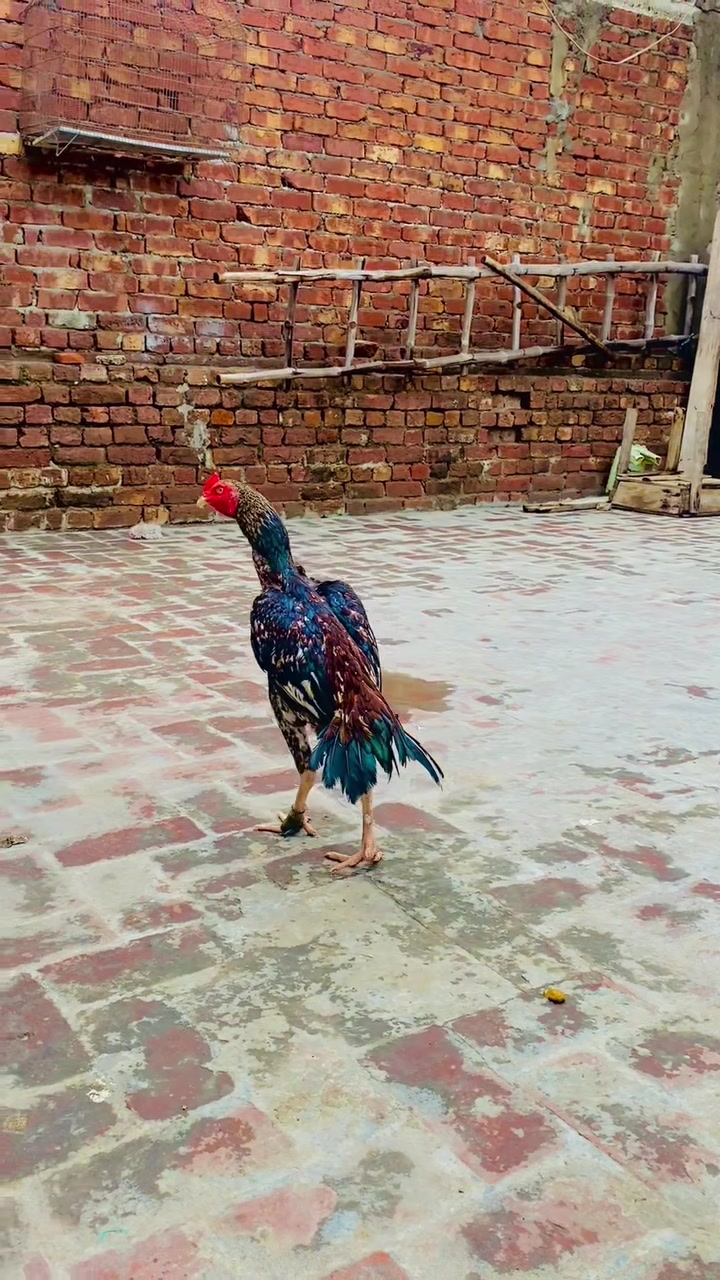 @JUٹT 46