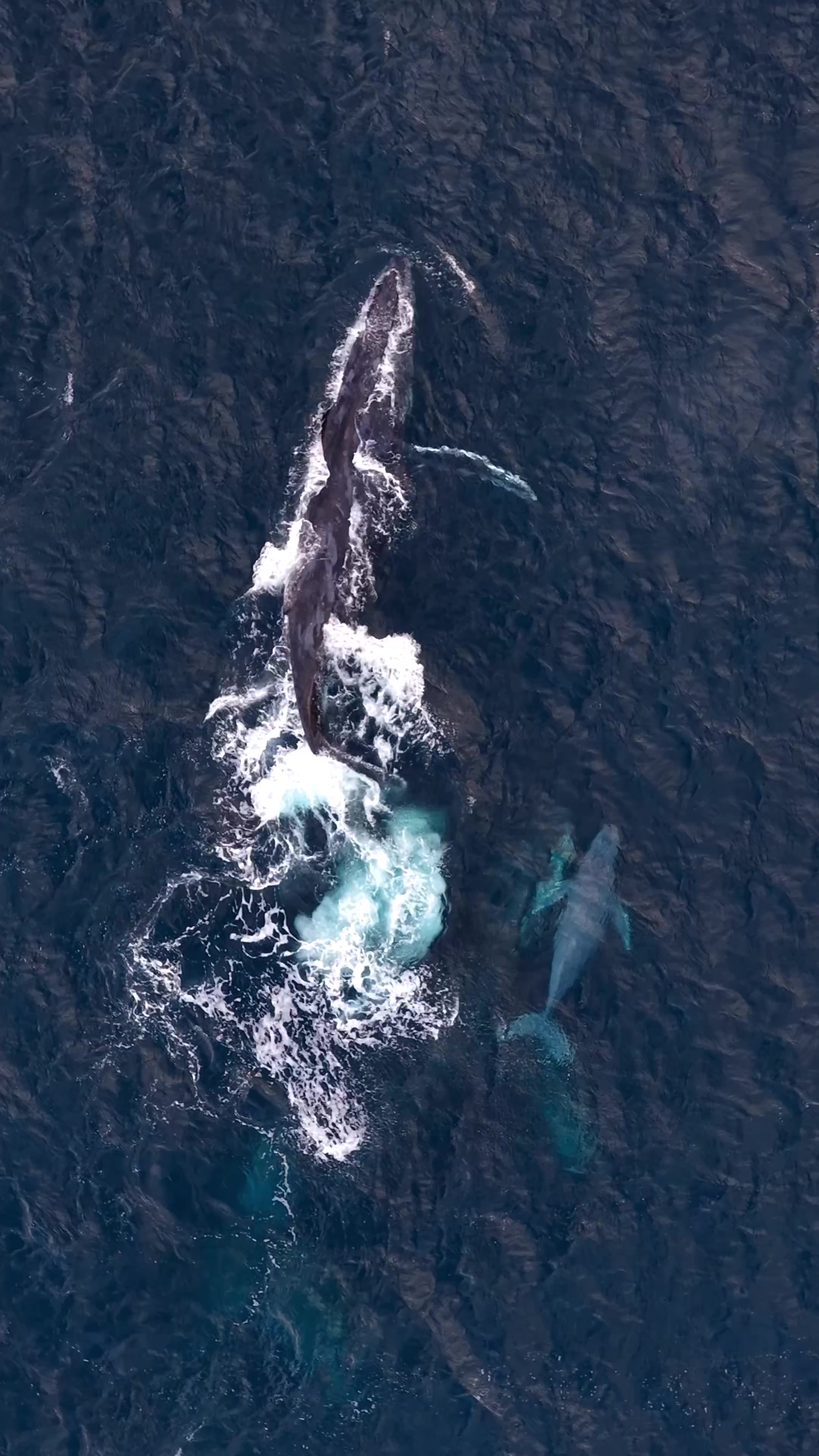 @Dronesharkapp