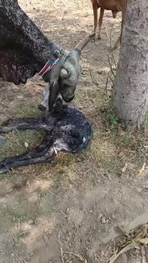 @Waqas Rohi wala