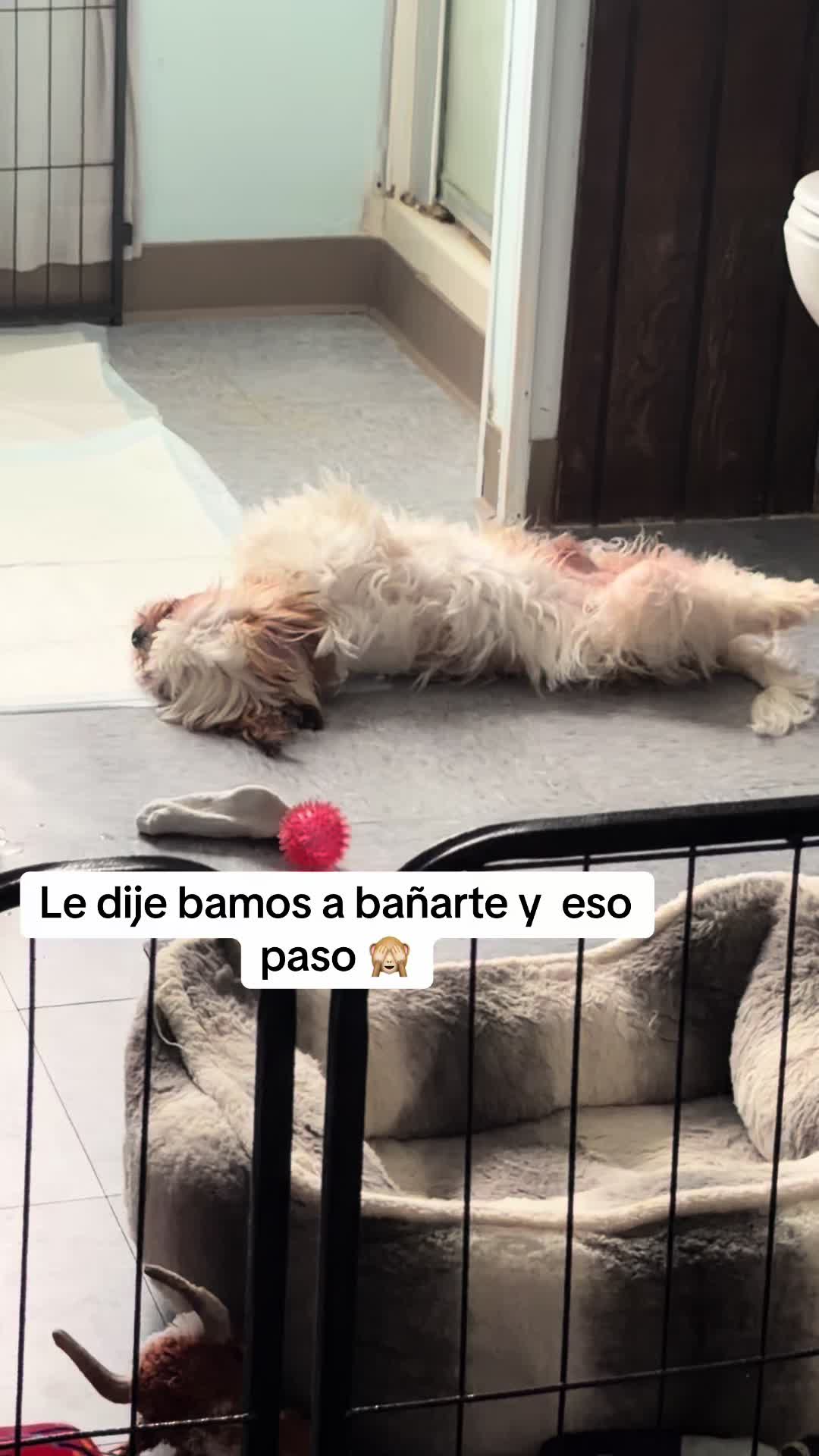 @Crisp&iacute;n_y_mia_shihtzu_puppies.