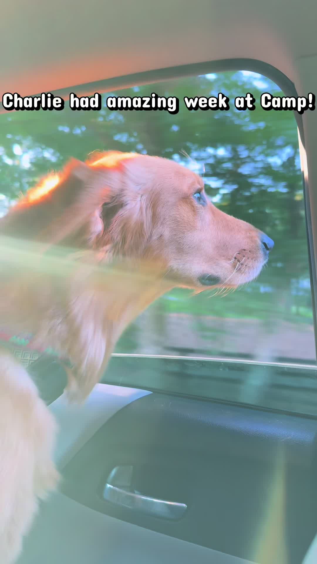 @Charlie the Golden