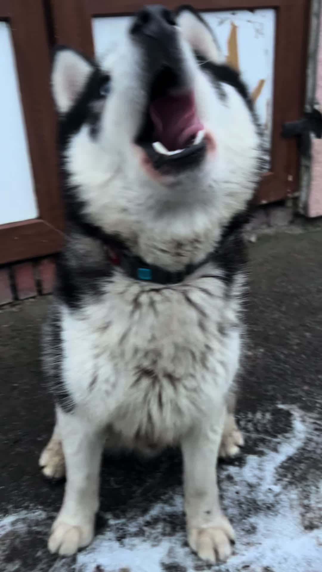 @Той самий Хаскі🐺