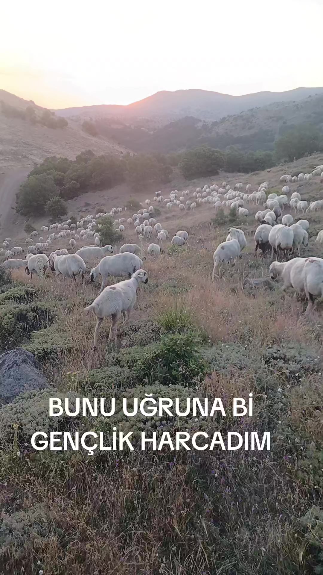 @Deli Çoban 42