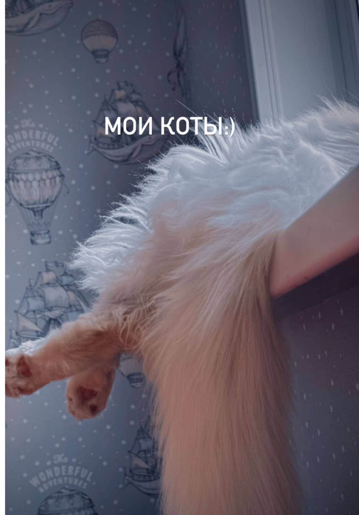 @Вера/лошади/обучение лошадей