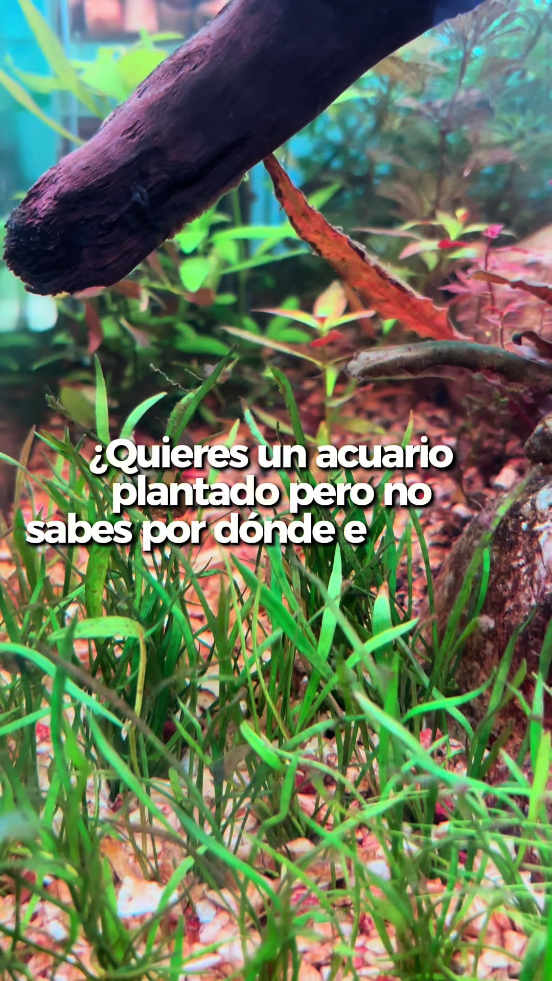 @Acuario Fish Lovers