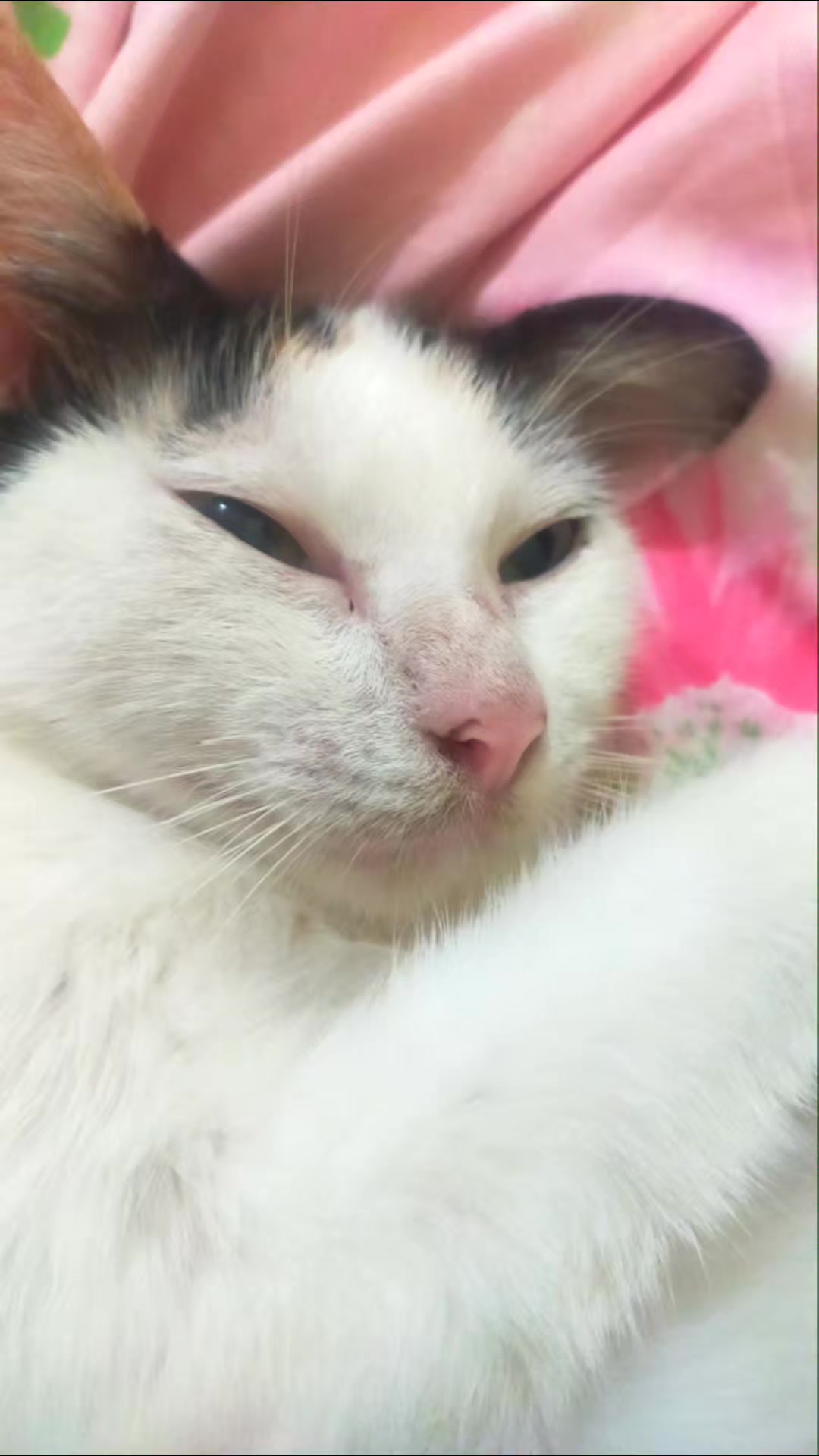 @✨💫🦋 🌸🌼 ME - YAW 😻🐾🐈