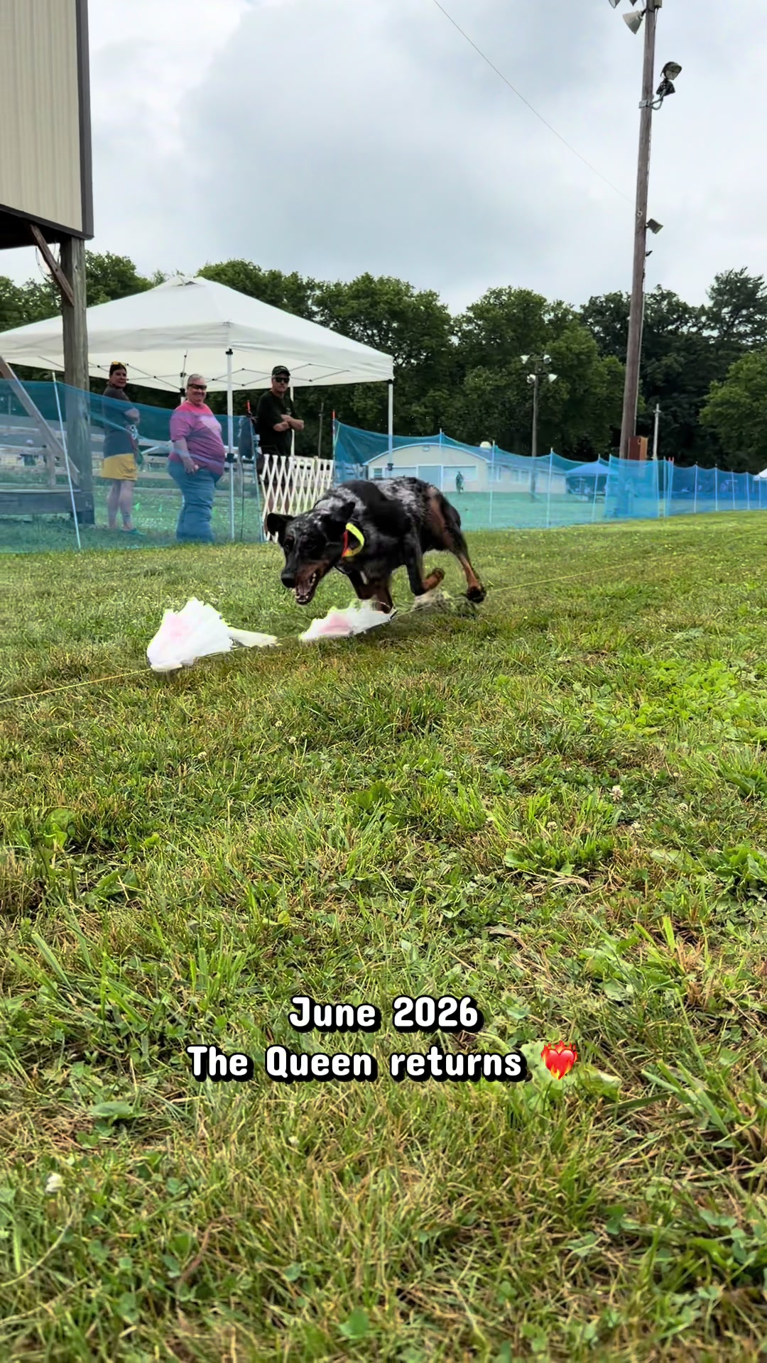 @valkyrie.the.beauceron