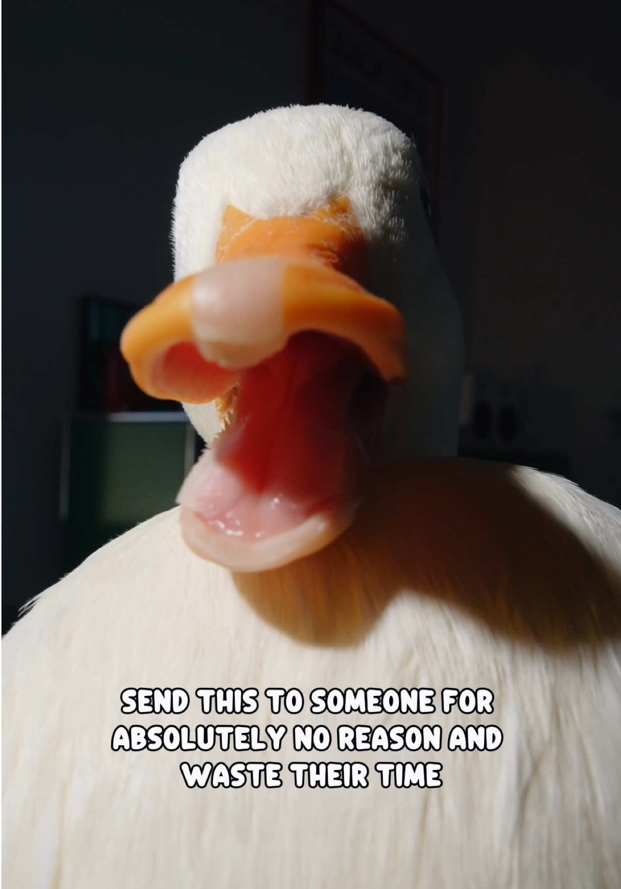 @ducks_in_space🪿🪿💦