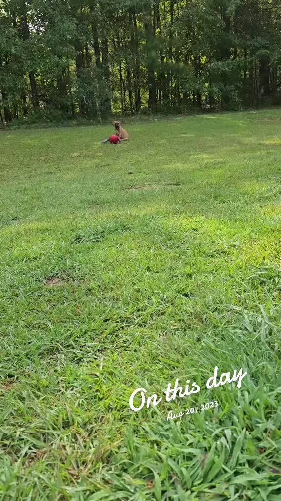 @Southern Shade Boerboels