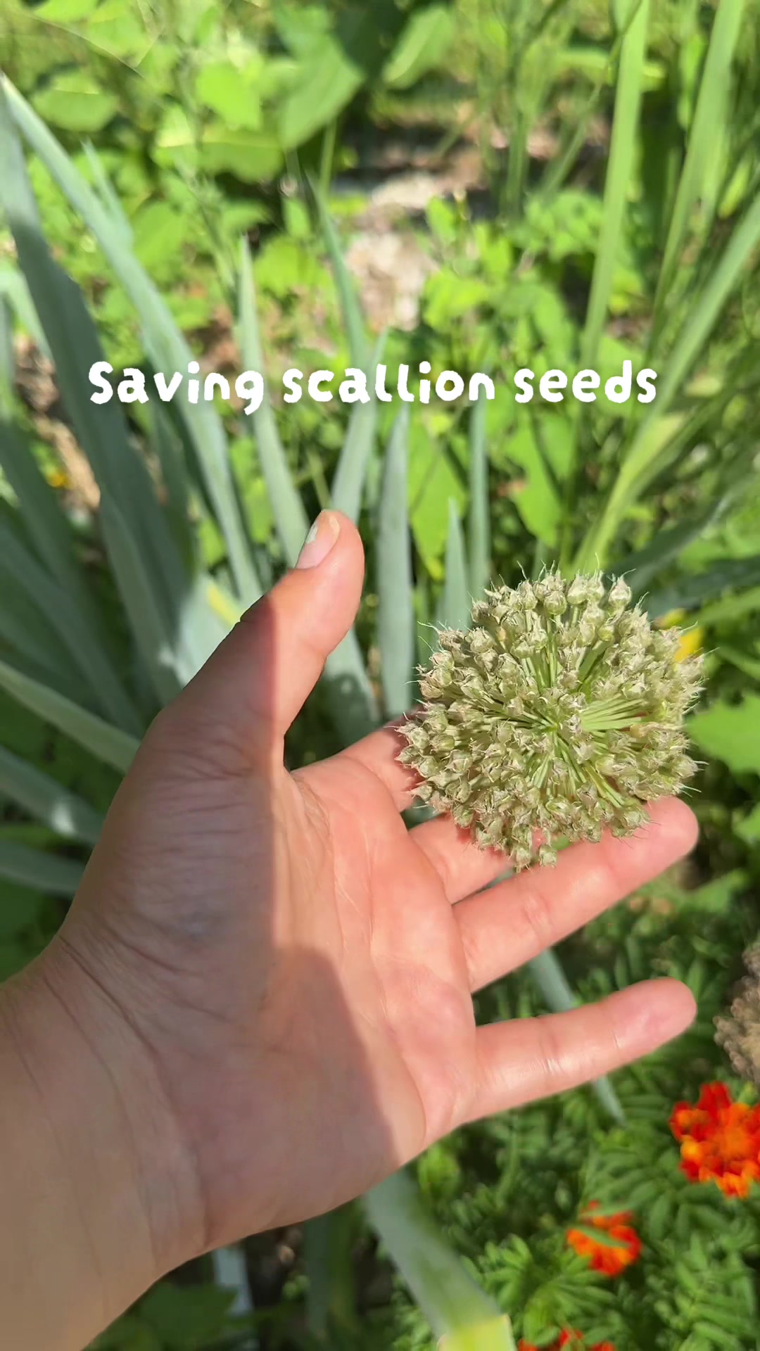 @Manica | zone 6a gardener