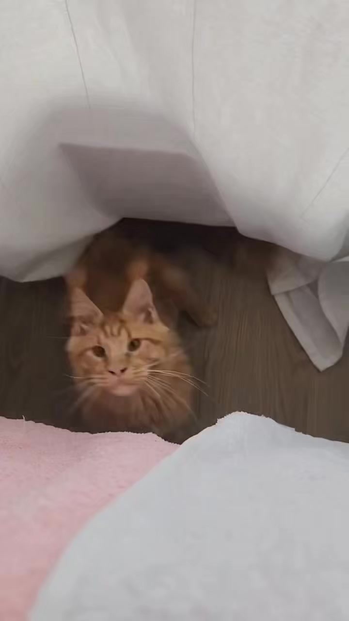 @Maine coon kitten