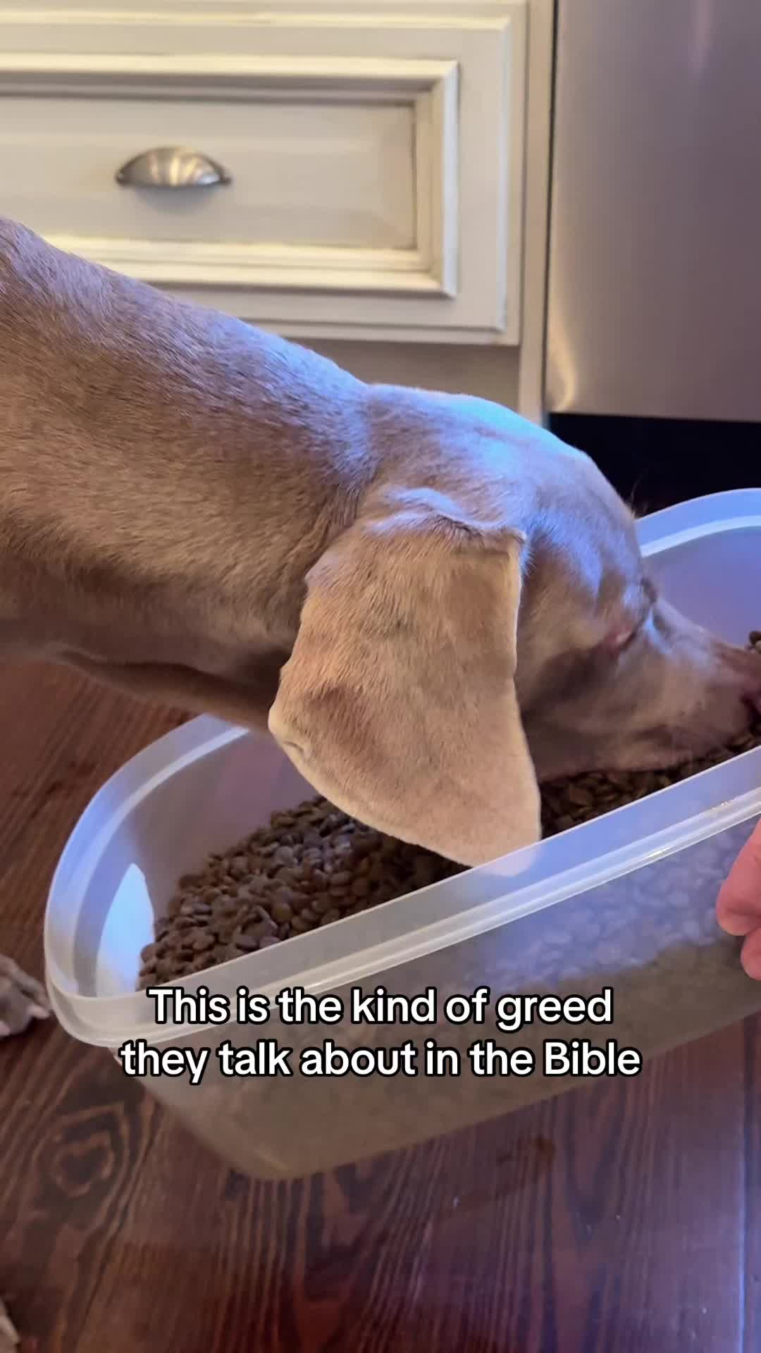 @Zoey the Weim