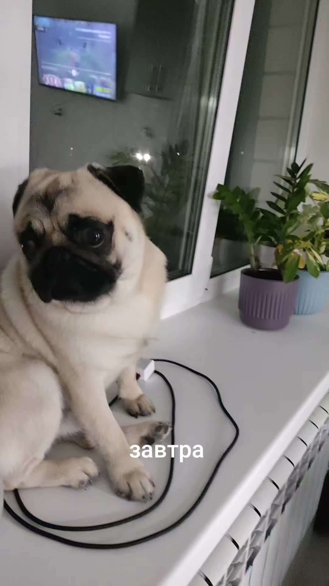@ЧИПУНЕТСКИЙ