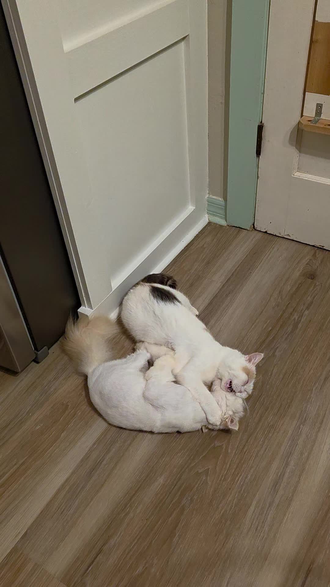 @South Texas Persian Rescue