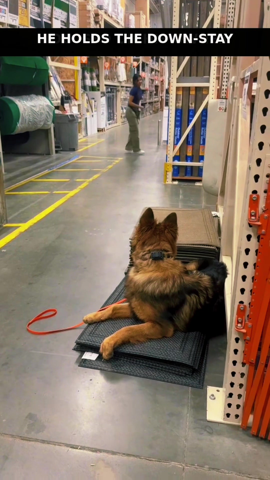 @Tactical K9s Dog Training
