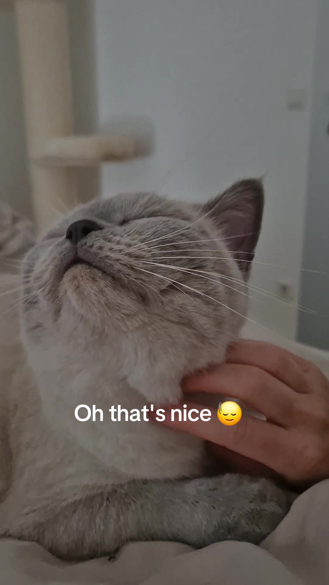 @Snoui