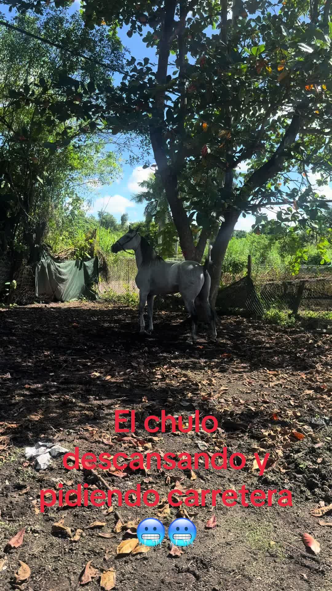 @🔥🔥❤️EL FEO ❤️🔥🔥