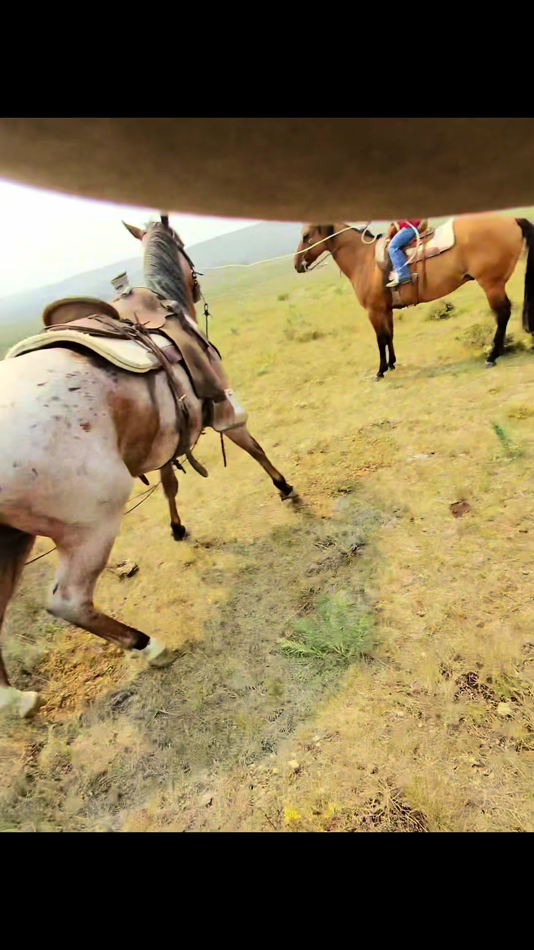 @Ducestockdogs&QuarterHorses