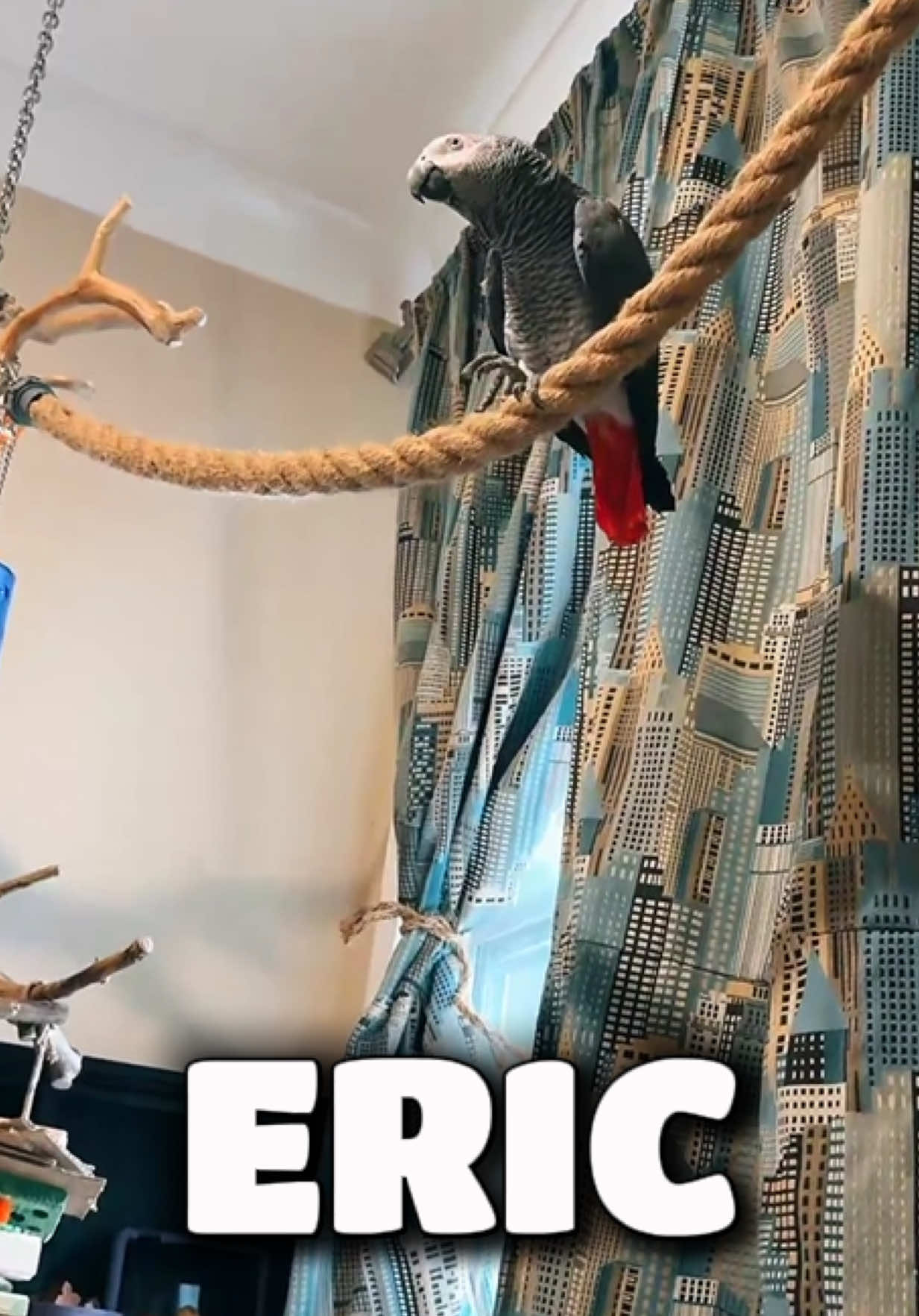 @thehinzoo